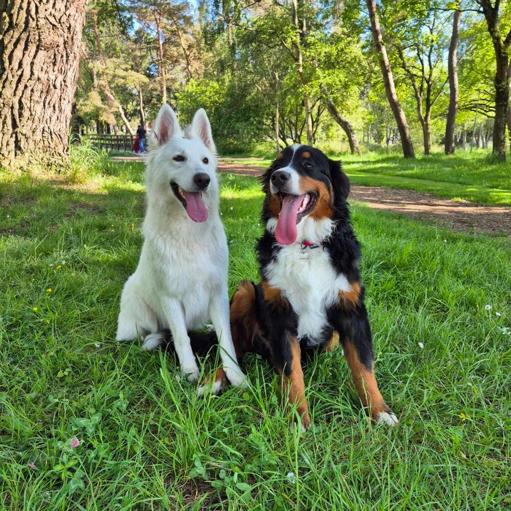 RespectDogs Saint-Herblain 3