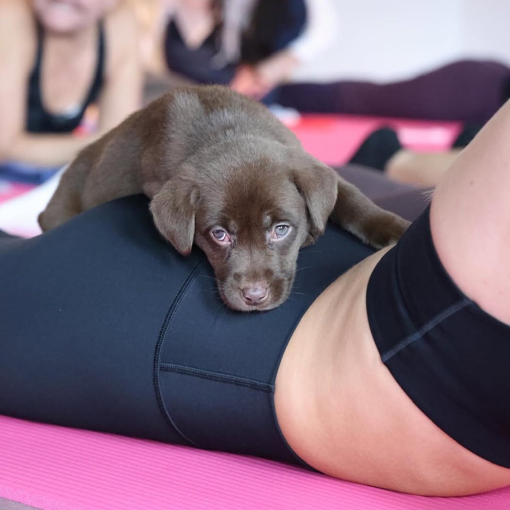 Golden Retriever x Great Pyrenees Puppy Yoga 1
