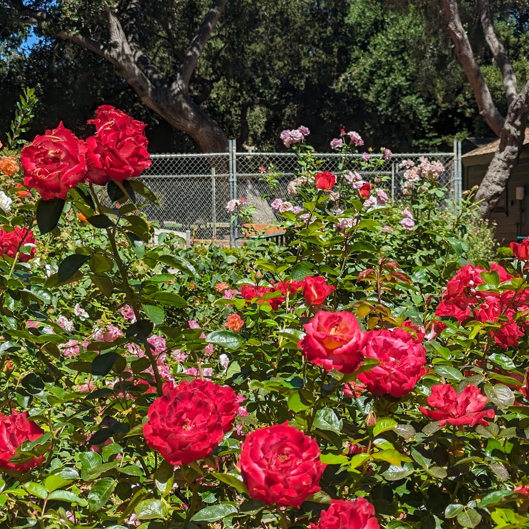 Marion Panaretos Rose Garden 2