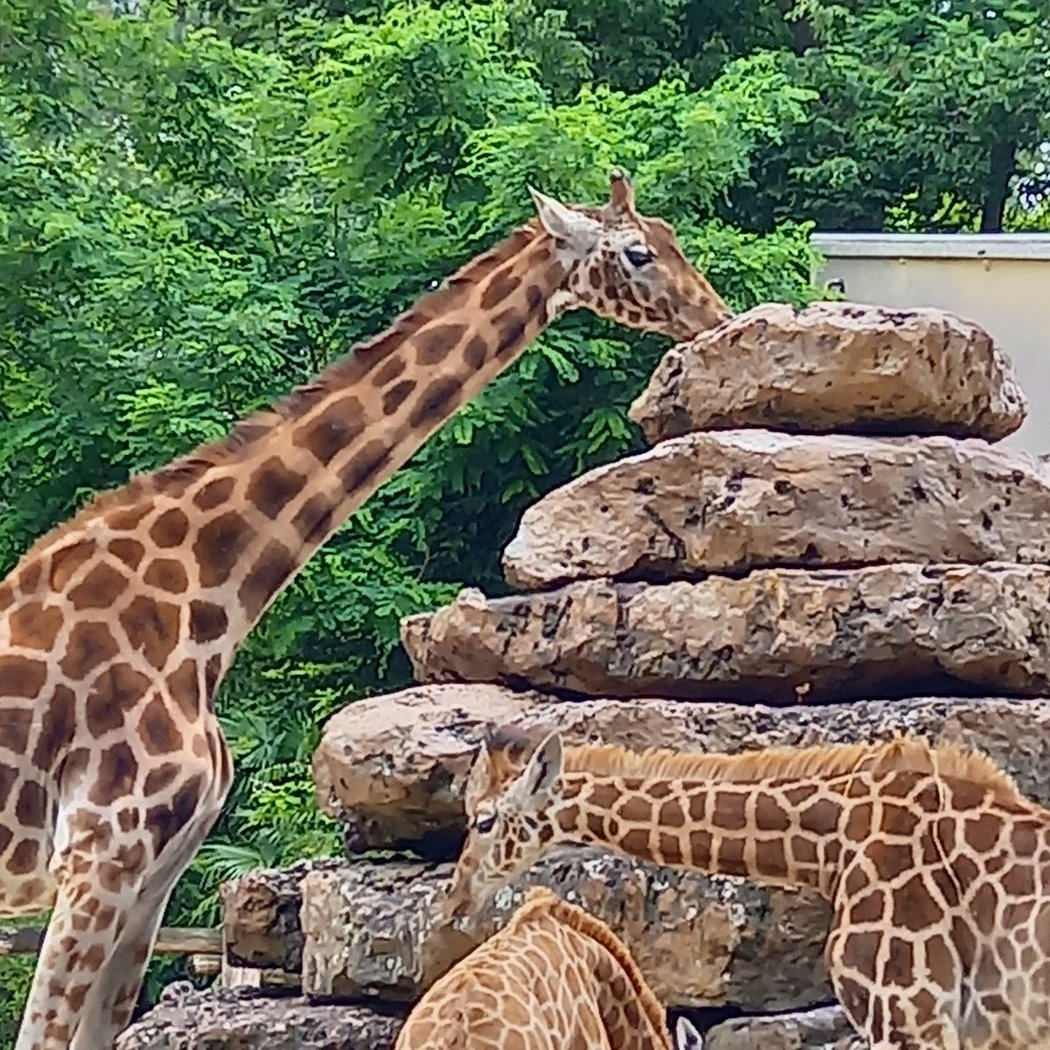 Ouverture du Zoo de La Flèche 3