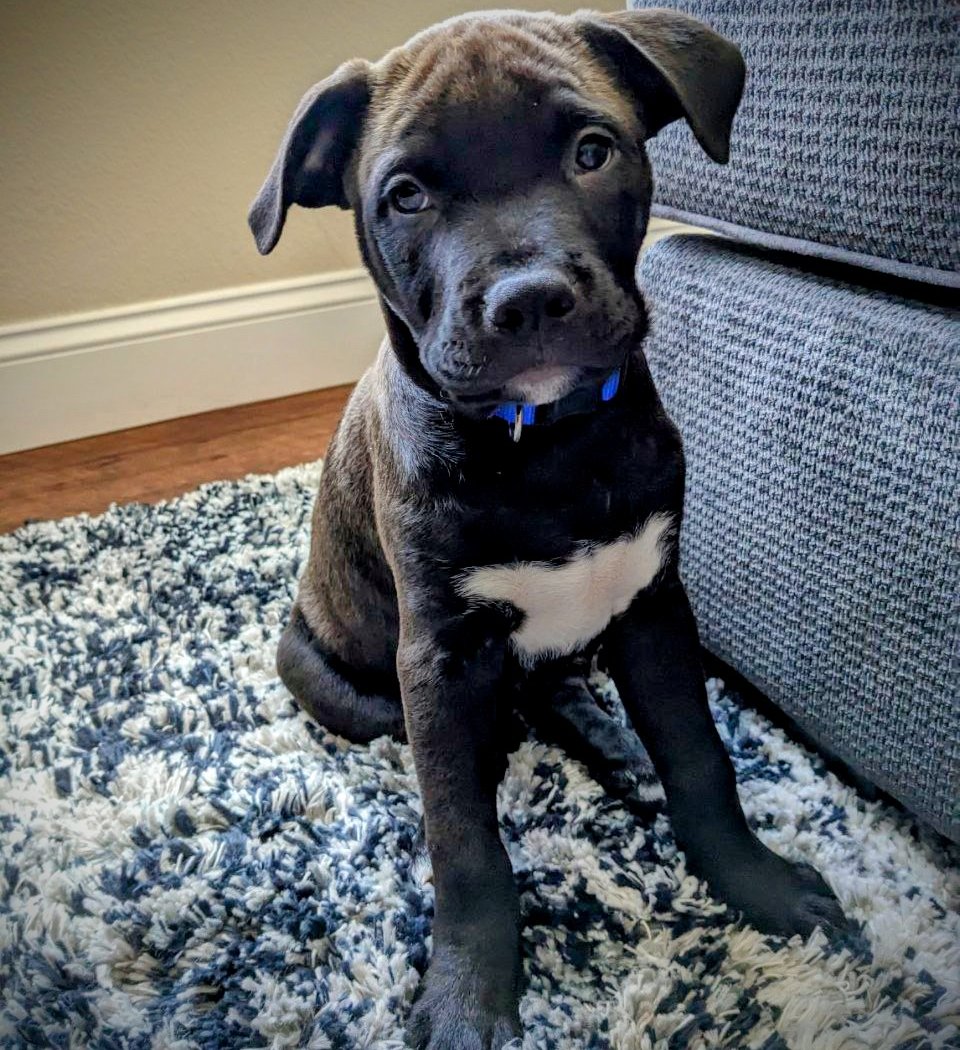 Almost There: A Mom + Pups Rescue 3