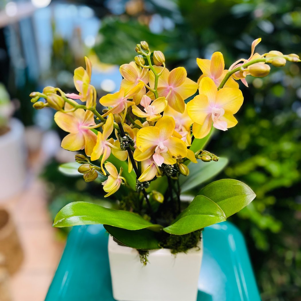 La La Plant Shop 1
