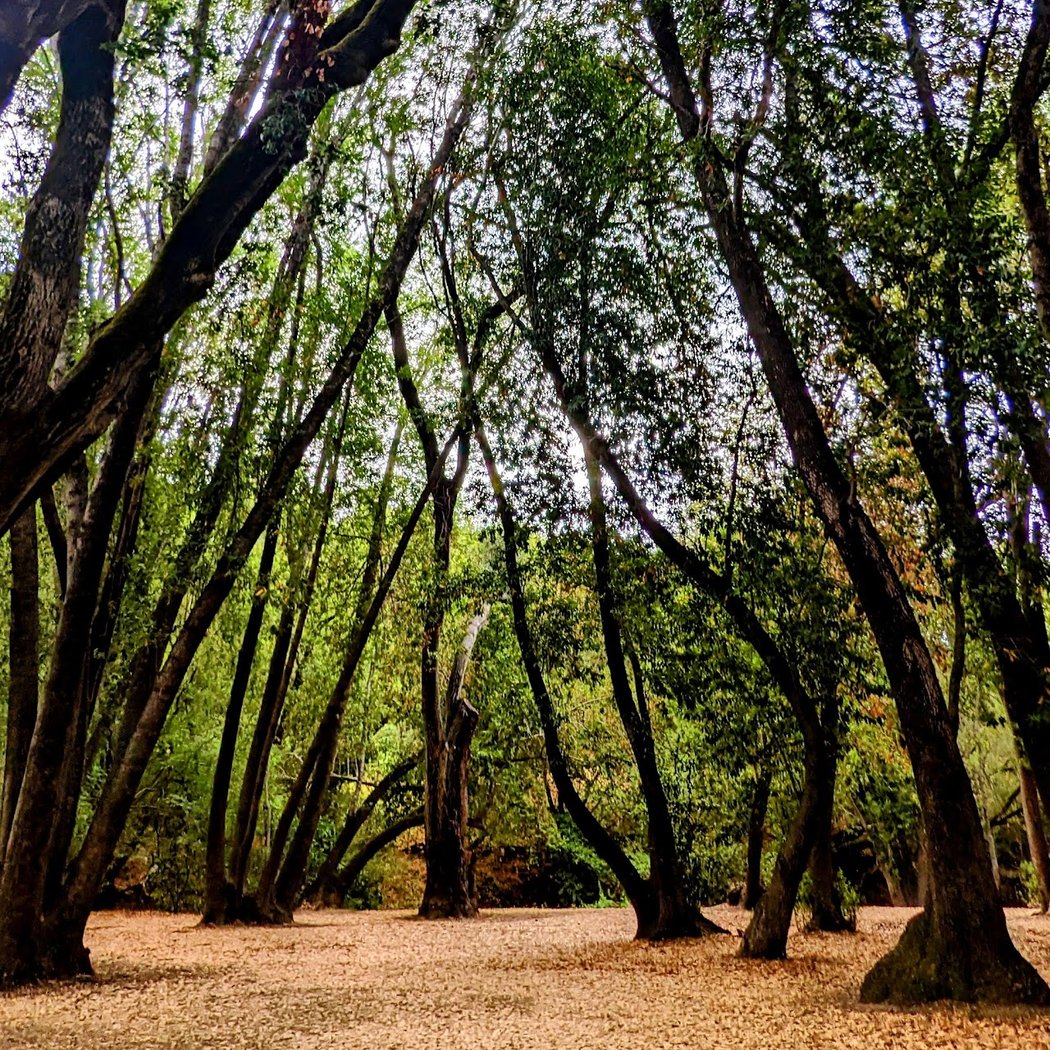 Miwok Park 1