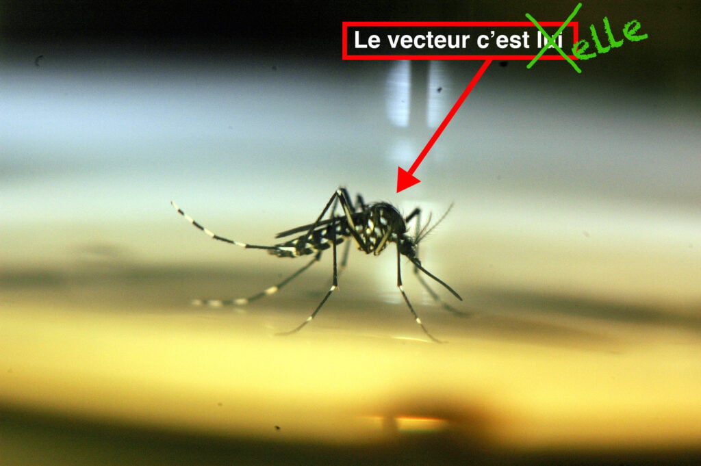 LES DÉTERRITORIALISATIONS DU VECTEUR 2