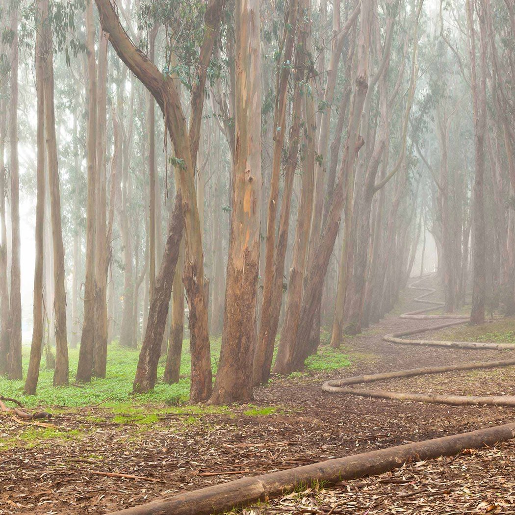 Lovers’ Lane Trail 1