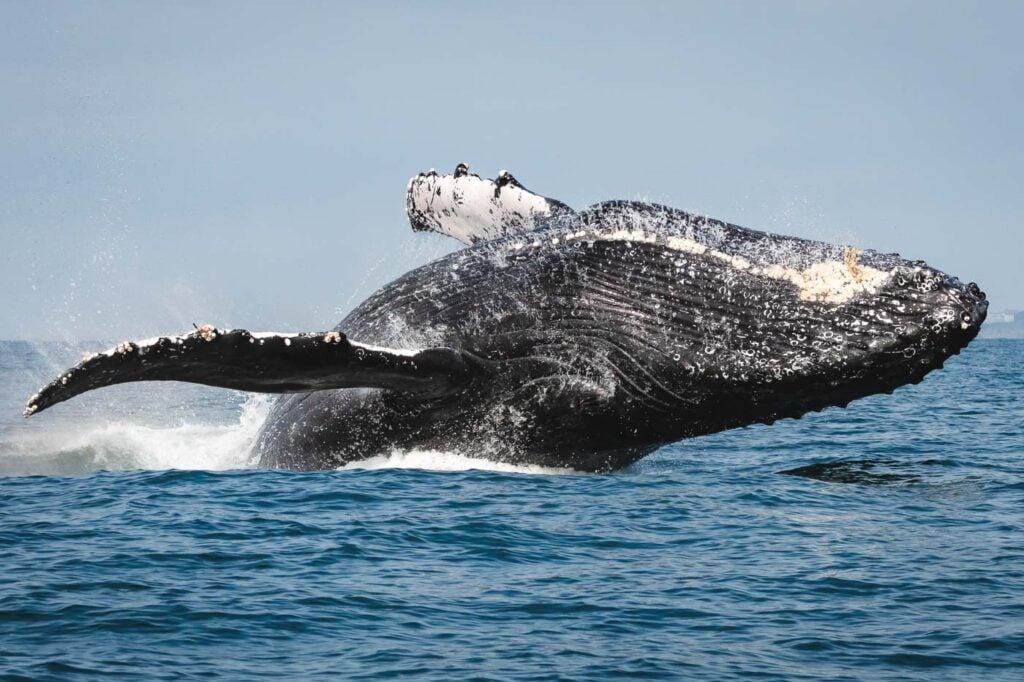 Half Moon Bay Whale Watch Departure 1