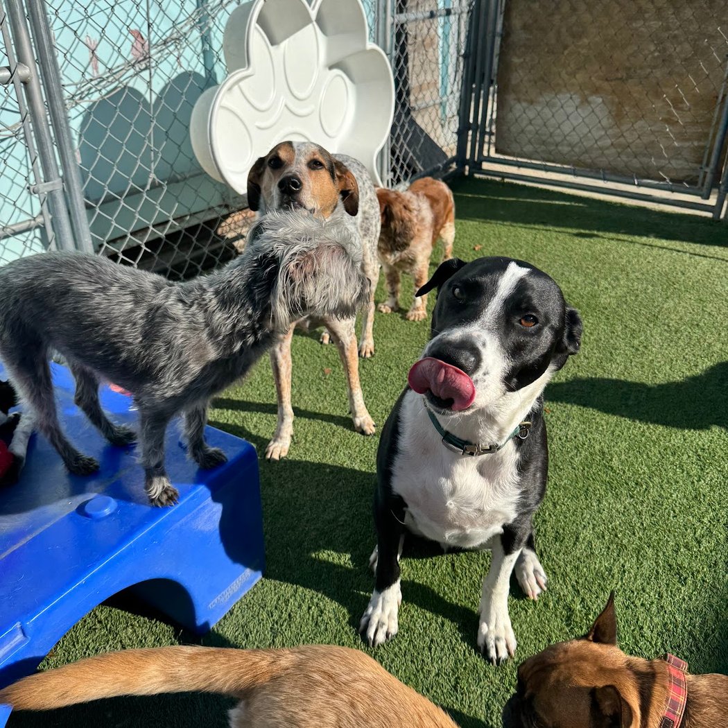 Park-A-Pup San Rafael 2