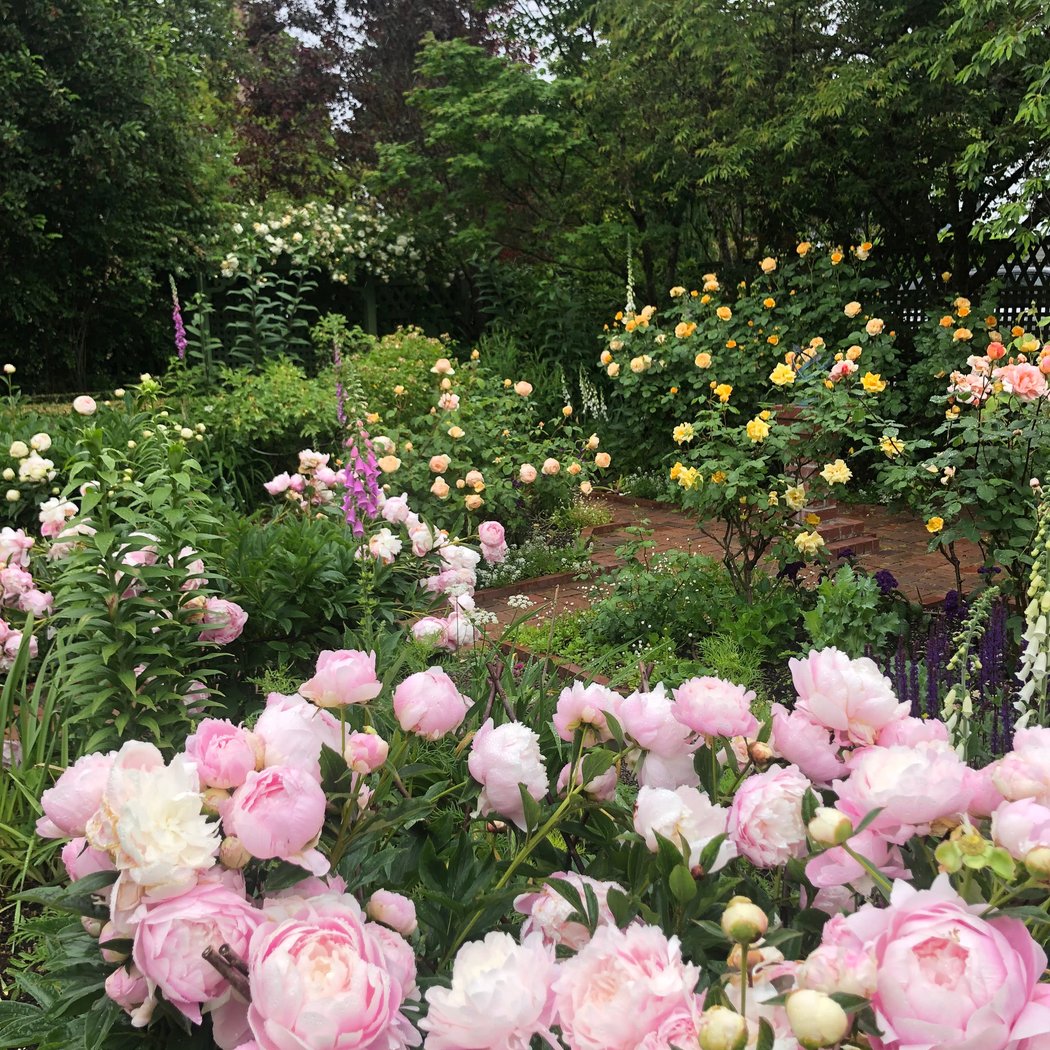 Gaiety Hollow Open Gardens: Constant Billy 3
