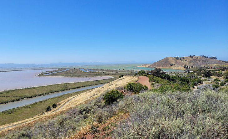 Don Edwards San Francisco Bay National Wildlife Refuge 3