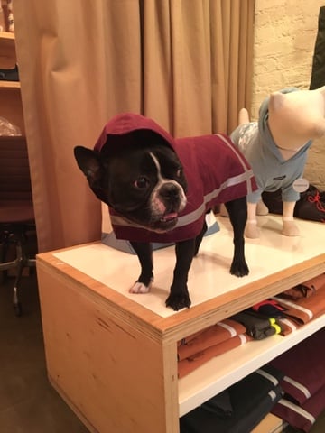 Wagwear 1