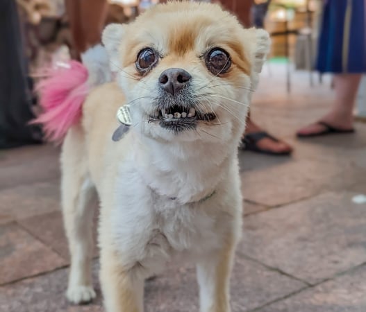 Yappy Hour on the Plaza 2