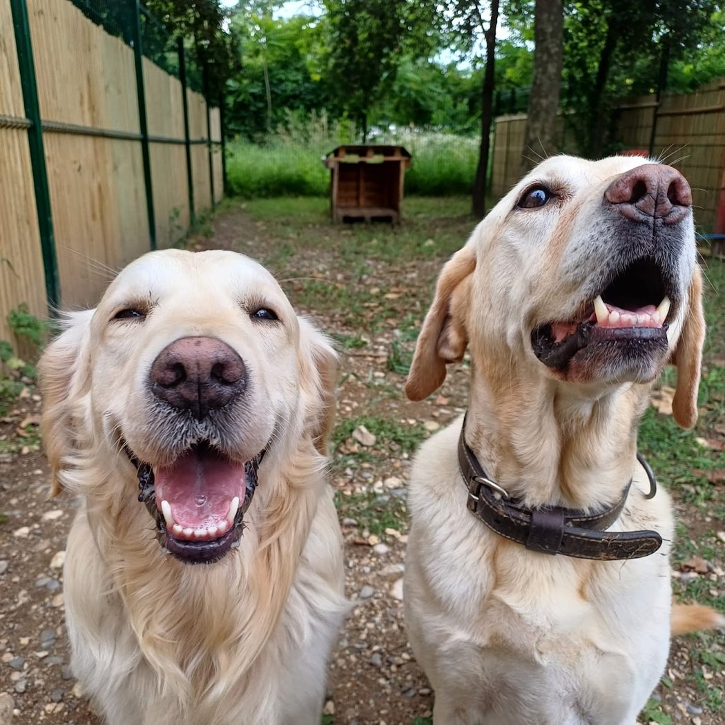 Pension canine Paw'sitive Job 2