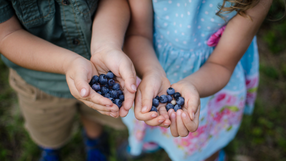 Blueberry Hill Farm 1
