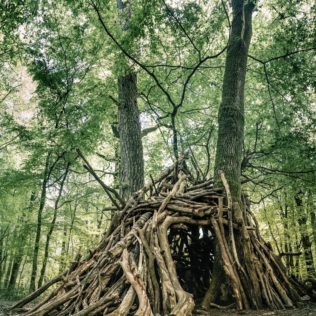Forêt de Touffou 1