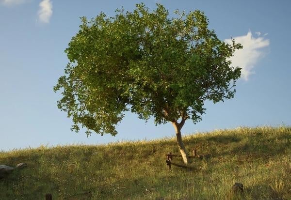 David Claerbout. Le printemps, lentement 1