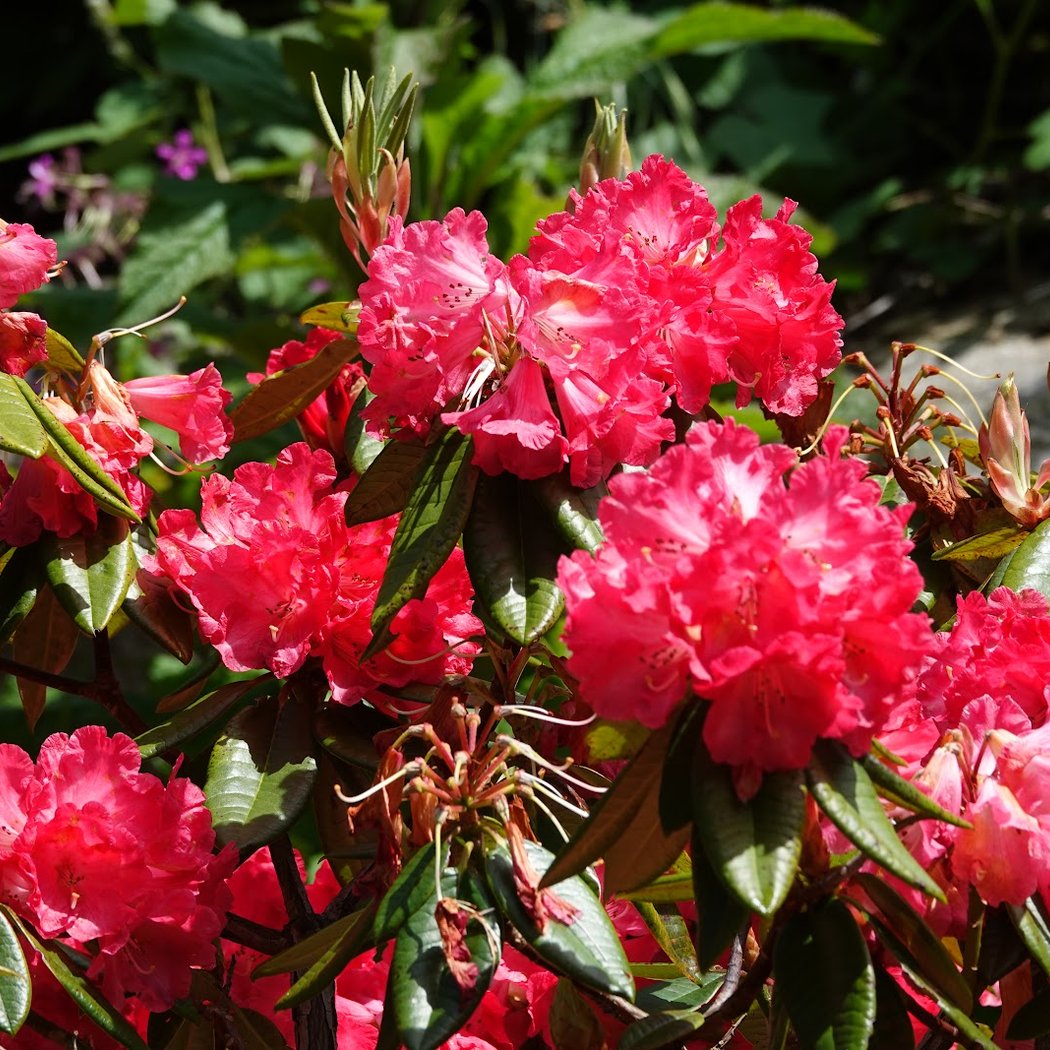 John McLaren Memorial Rhododendron Dell 1