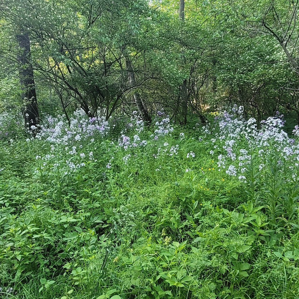 Miller Nature Area 2