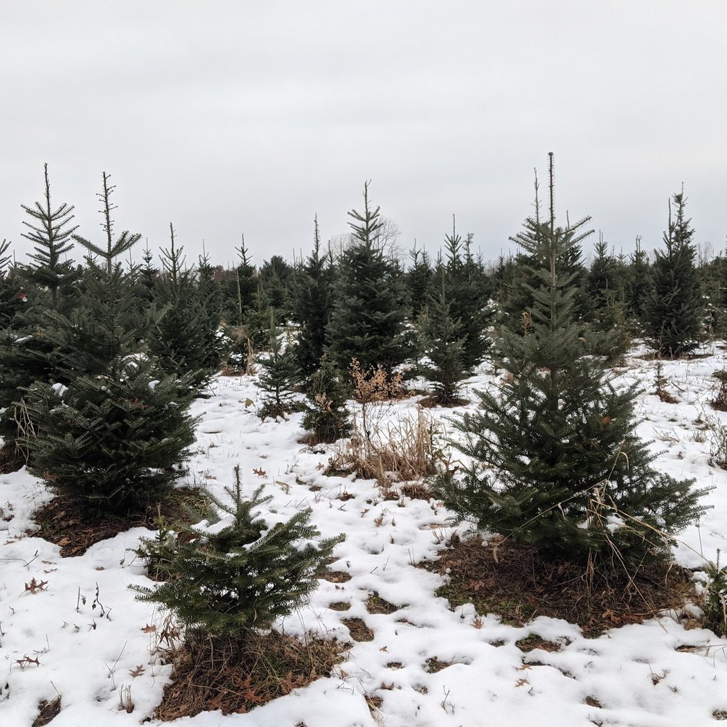 Candy Cane Christmas Tree Farm 3