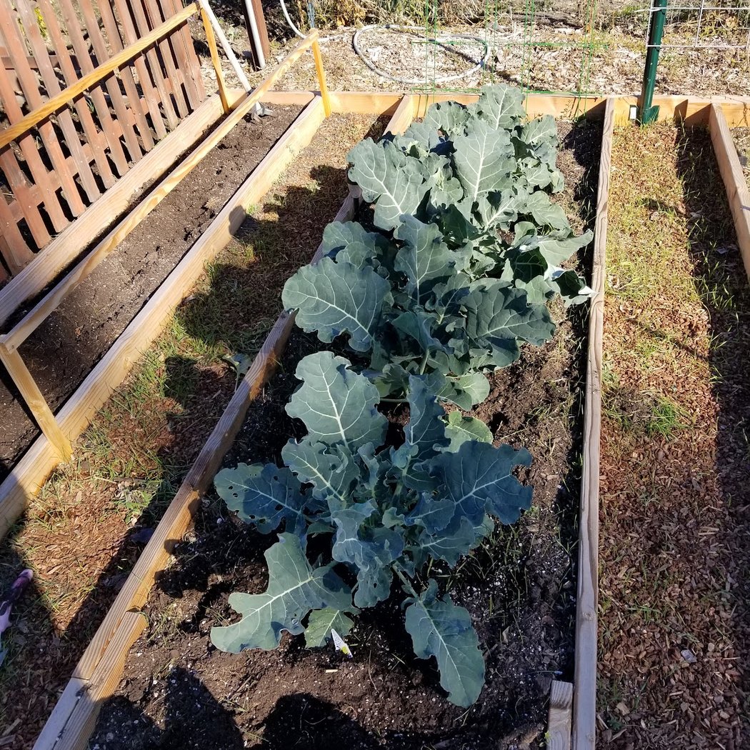 City of American Canyon Community Garden 3