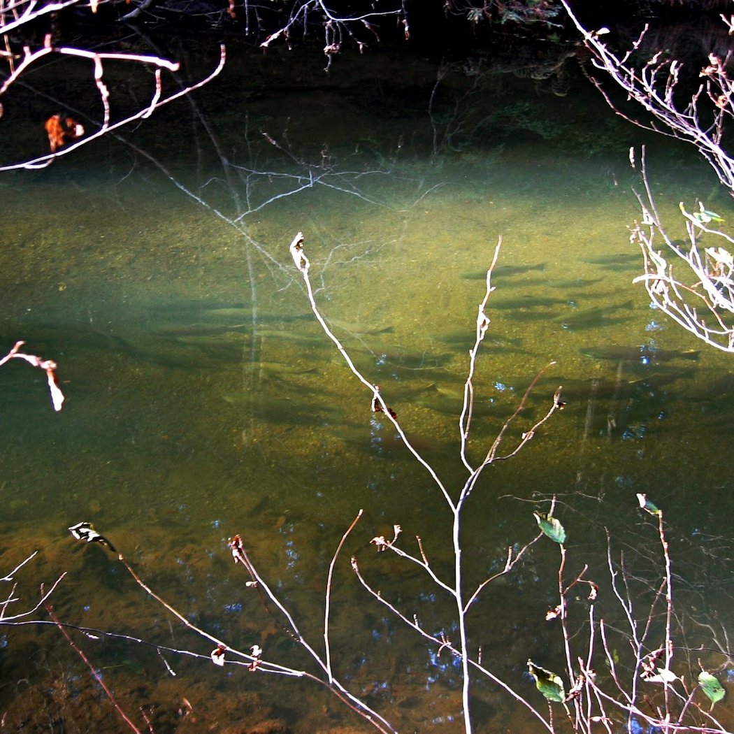 Lagunitas Creek 1