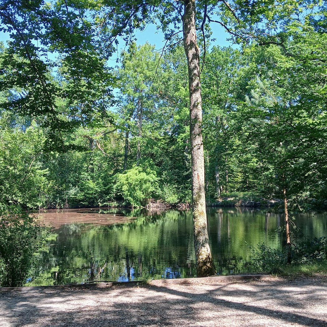 Forêt de Fontainebleau rocher canon 3