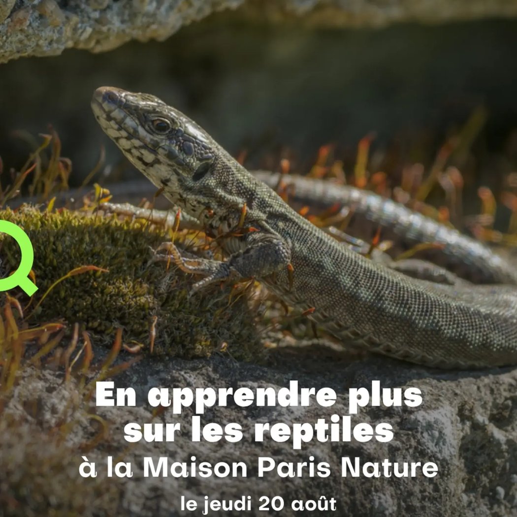 En apprendre plus sur les reptiles 1