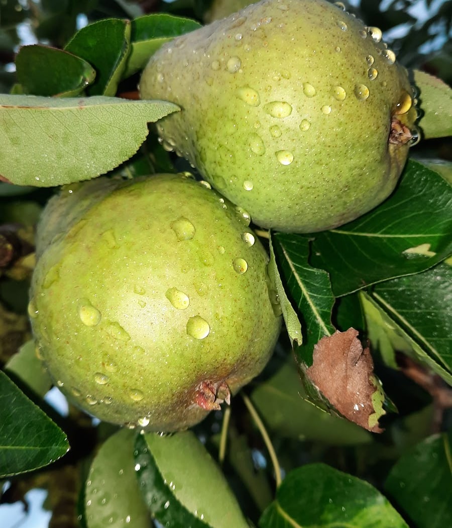Au Jardin De Villesauvage 1