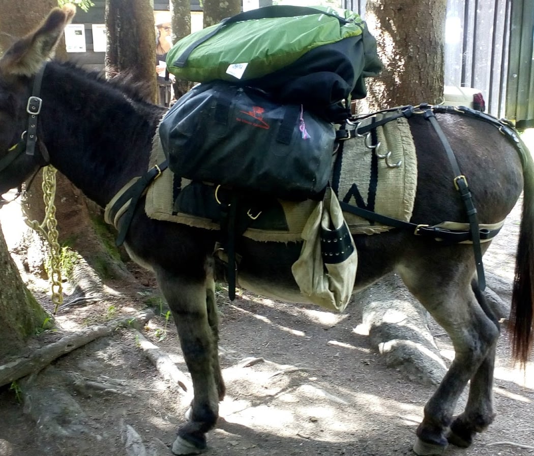 Donkeys & Kids 3