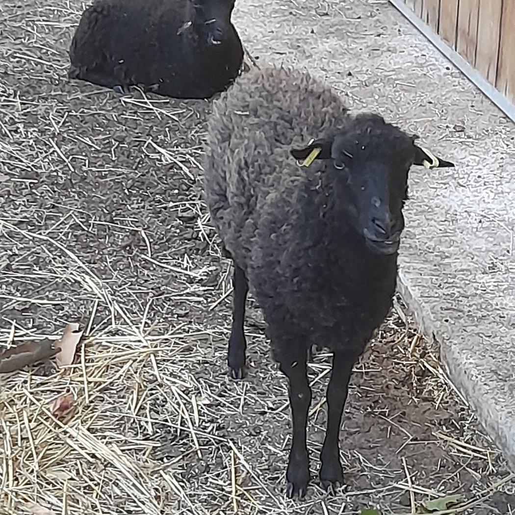 Educational Farm Du Parc Kellermann 2