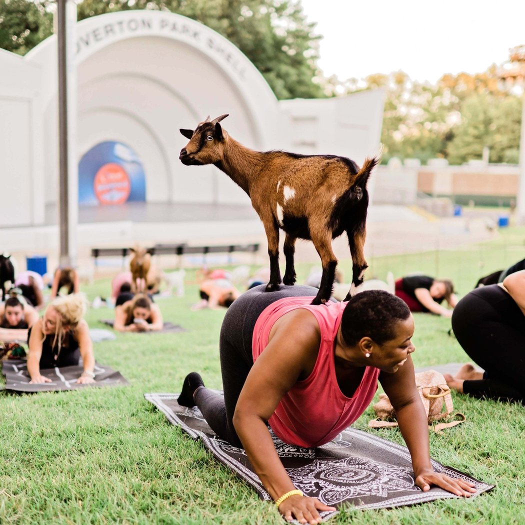 901 Goats Presents Goat Yoga 1
