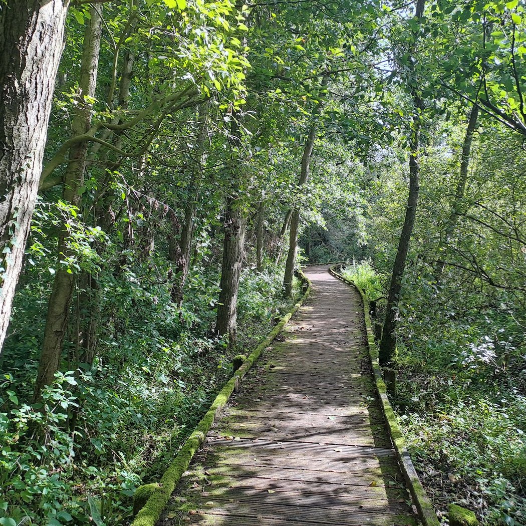Marais de Cambrin 3
