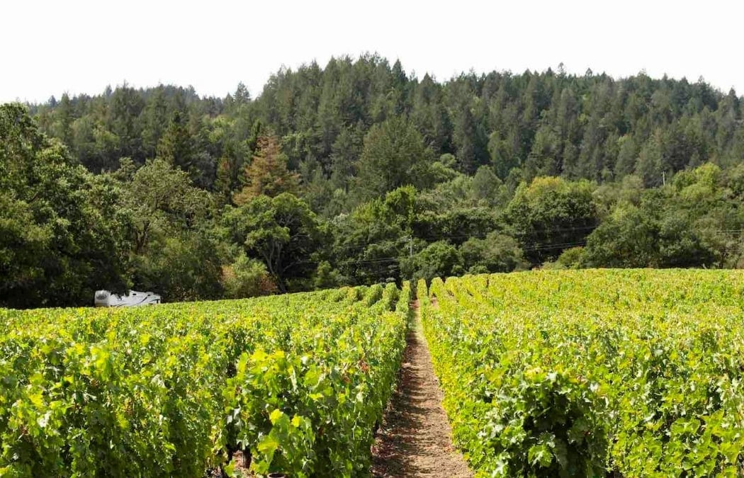 Beckstoffer - Las Piedras Vineyard (TO KALON) 1