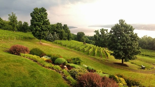 Point of the Bluff Vineyards 1