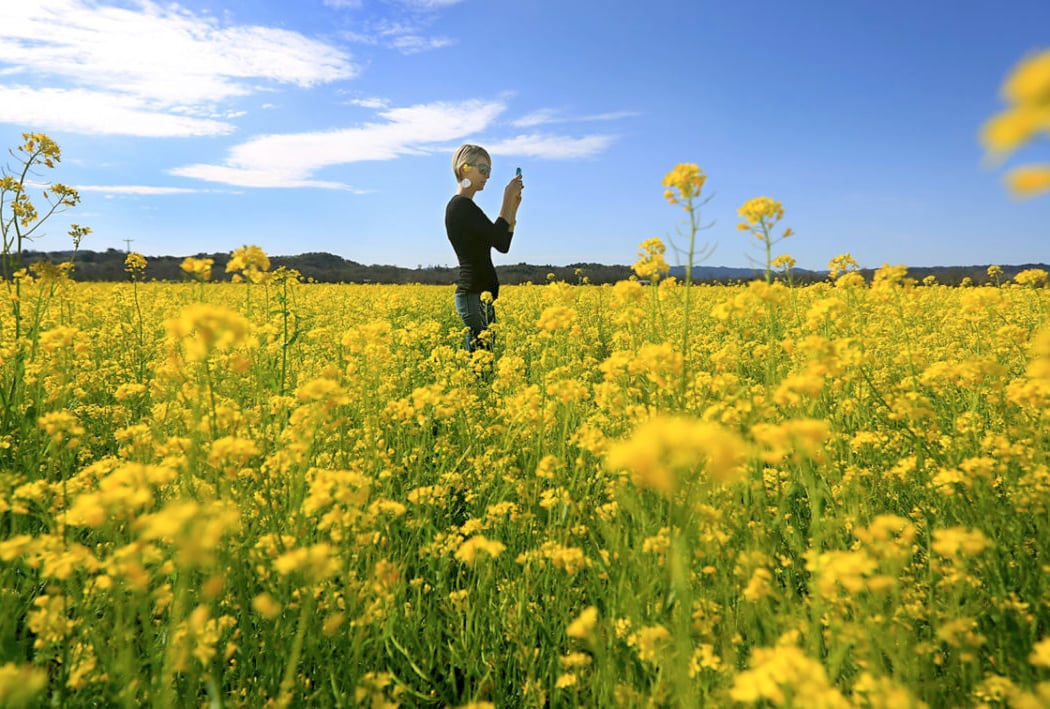 Wild Mustard Super Bloom 2