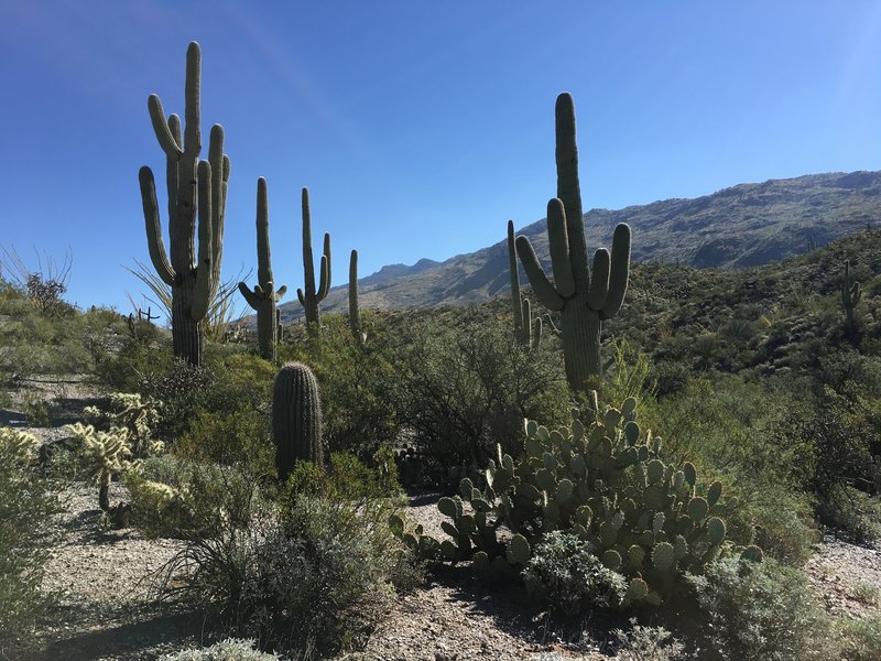 Morning Fitness Hike