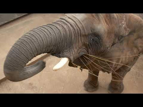 Elephant Appreciation Day 2