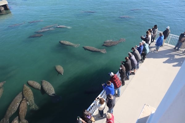 Manatee Lagoon 2