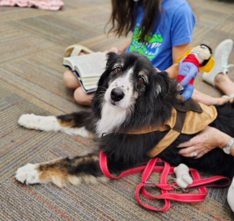 Practice Reading with PAWS Therapy Dogs 1