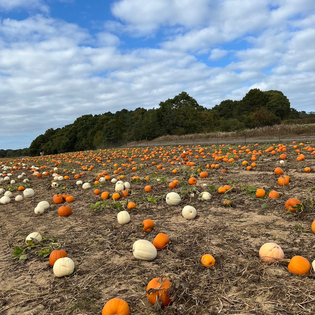 Lewin Farms 2