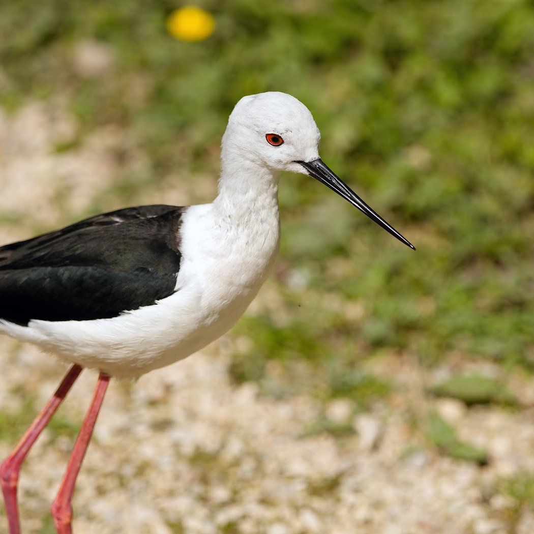 LES OISEAUX DU MARAIS POITEVIN Parc Ornithologique et Embarcadère 3