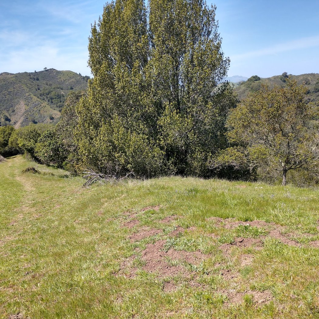 The Sequoians Clothes-Free Club 1