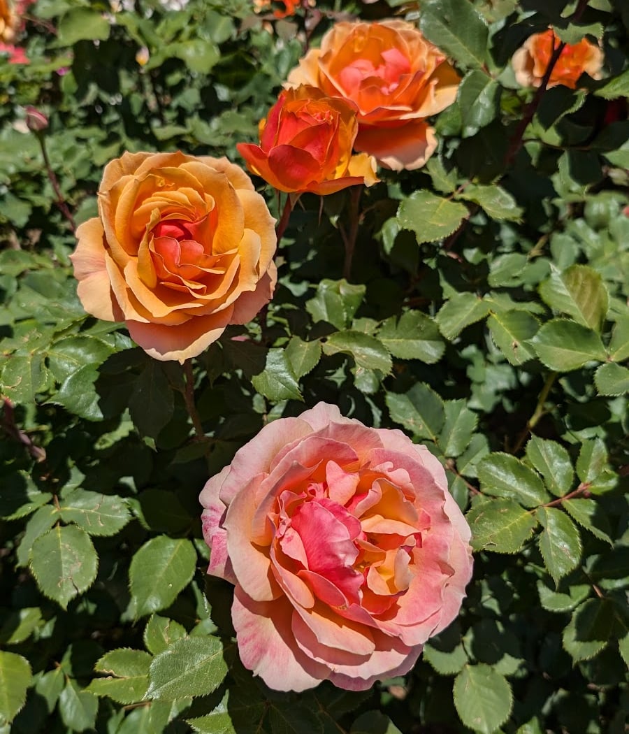 Plant Sale & Craft Fair 5