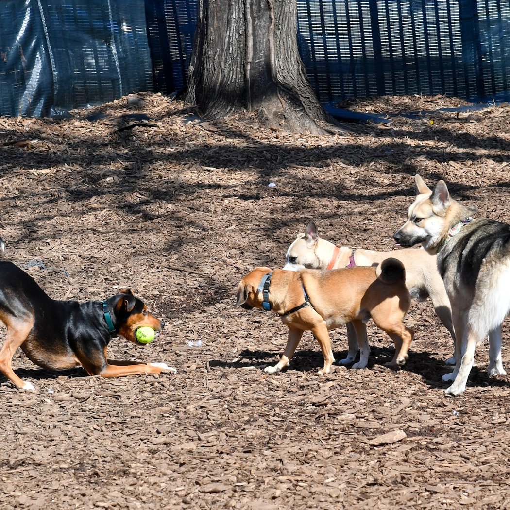 Herbert Von King Park Dog Run 2
