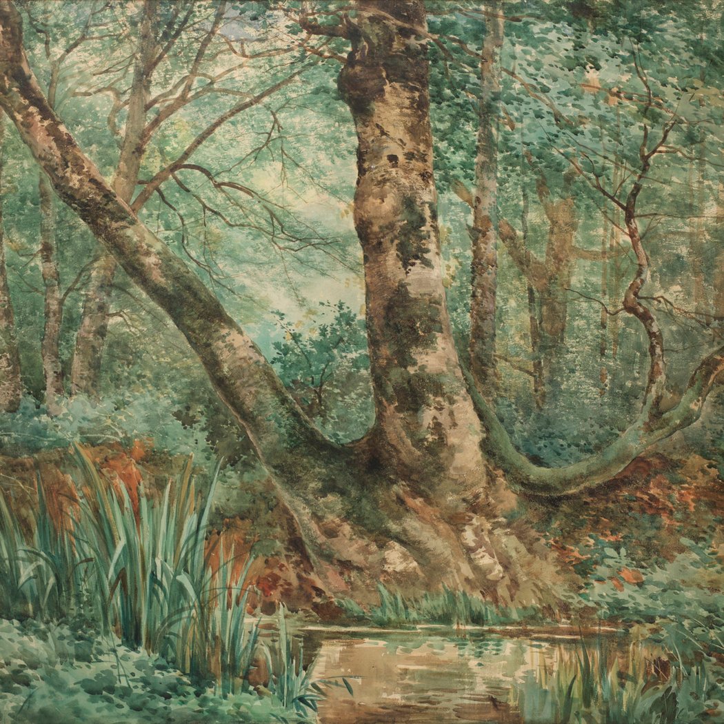 La nature révélée. Les dessins d’Auguste Allongé (1833-1898) 3