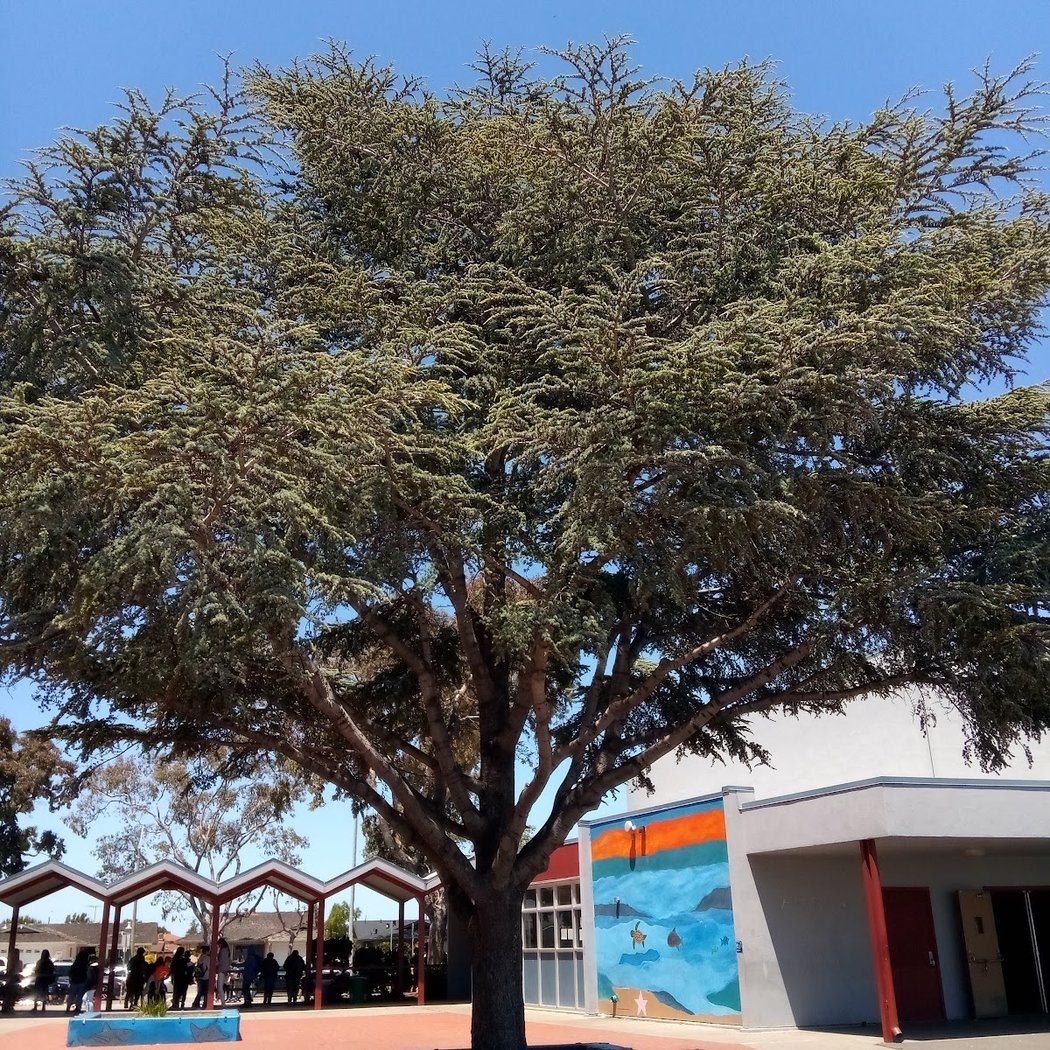 Will C. Wood Middle School 1