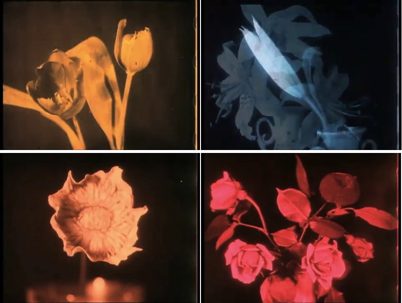Filmforum 50, Program 17: Floribunda 1