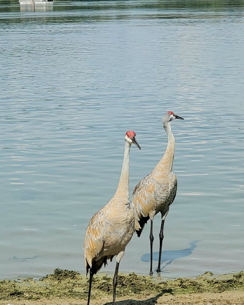 Island Lake Recreation Area 3