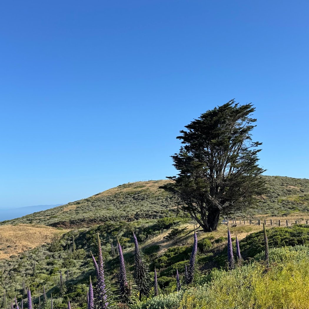 Milagra Overlook Hiking Trail 1