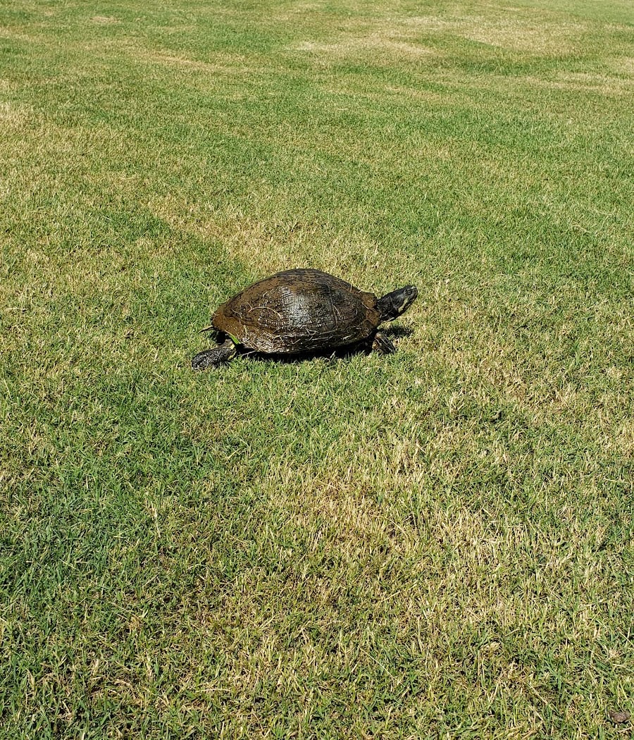 Tradition Golf Course 3