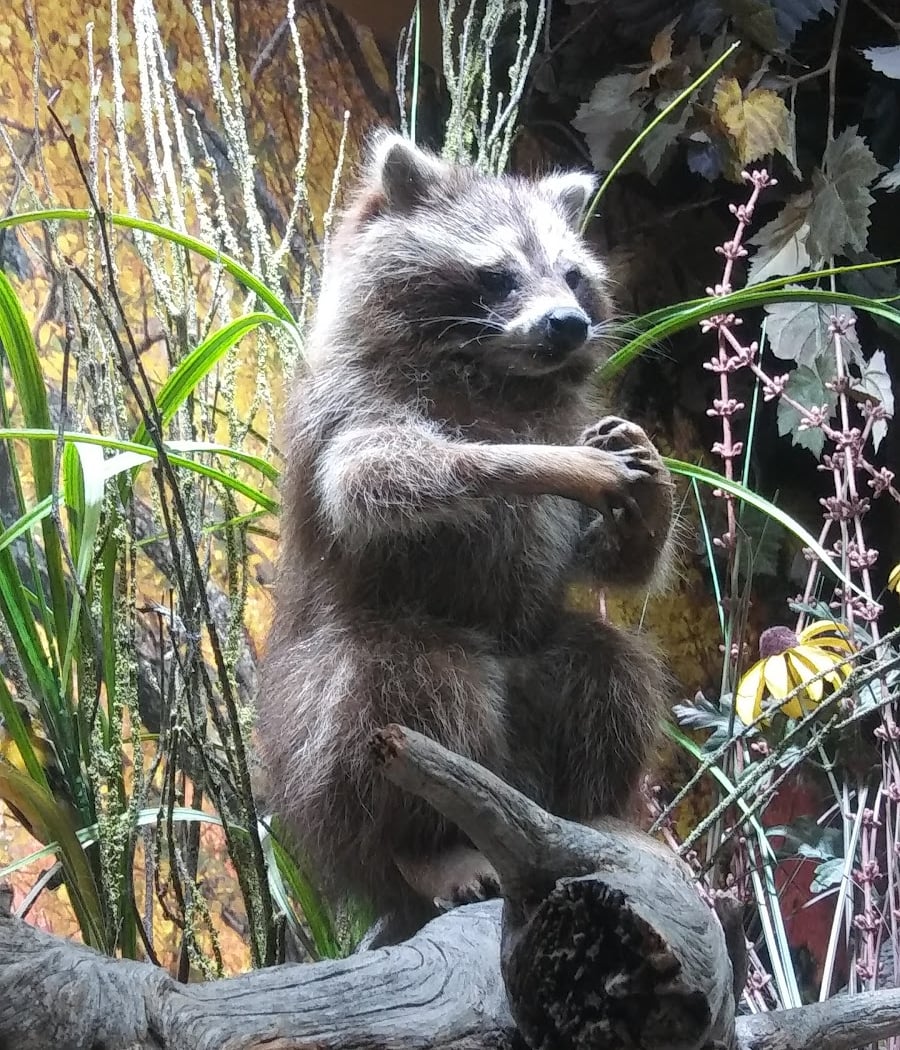 Homeschool Classes, Animal Coverings 1